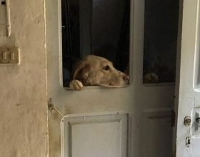 Denutrita e abbandonata: Carabinieri e Asl salvano una cagnolina di 2 anni