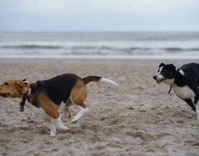Pet Love: come capire quando tra cani “non è più un gioco”