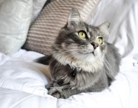 Pet Love: come rendere la nostra casa “a misura di gatto”