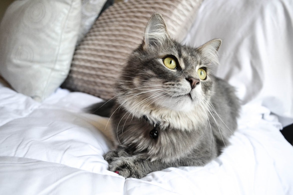 Pet Love: come rendere la nostra casa “a misura di gatto”