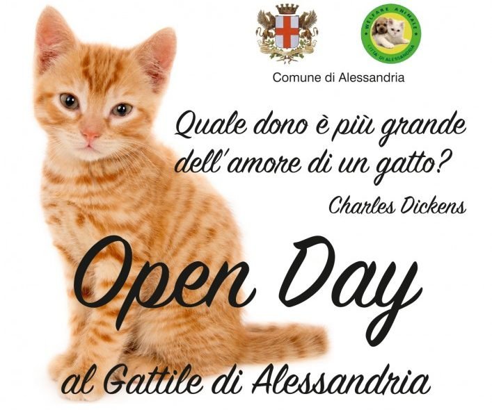 Per celebrare la giornata del gatto domenica 20 open day al Gattile di Alessandria