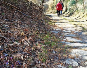 Antiche strade nel castagneto: l’escursione del sabato a Pizzocorno