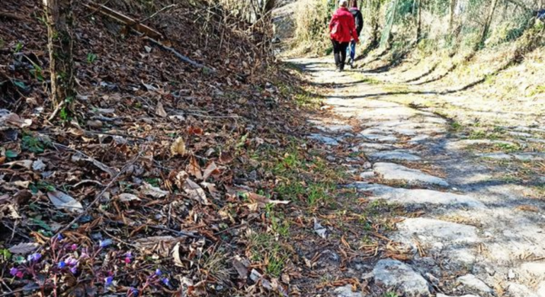 Antiche strade nel castagneto: l’escursione del sabato a Pizzocorno