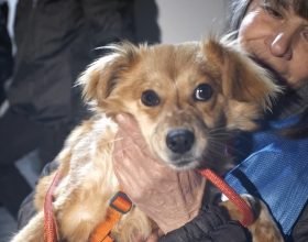 Dall’Ucraina la Protezione Civile di Acqui Terme porterà quaranta cani in salvo in Italia