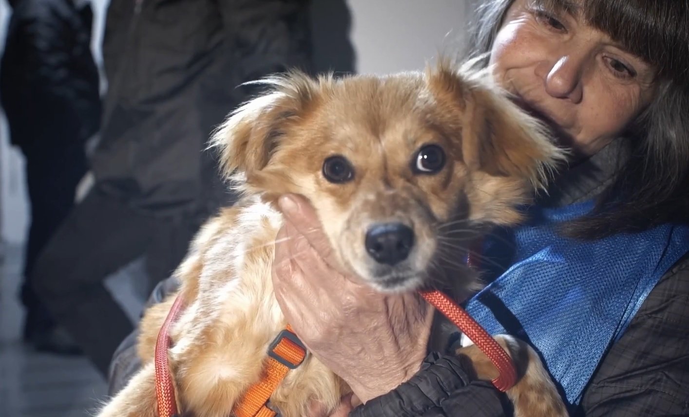 Dall’Ucraina la Protezione Civile di Acqui Terme porterà quaranta cani in salvo in Italia