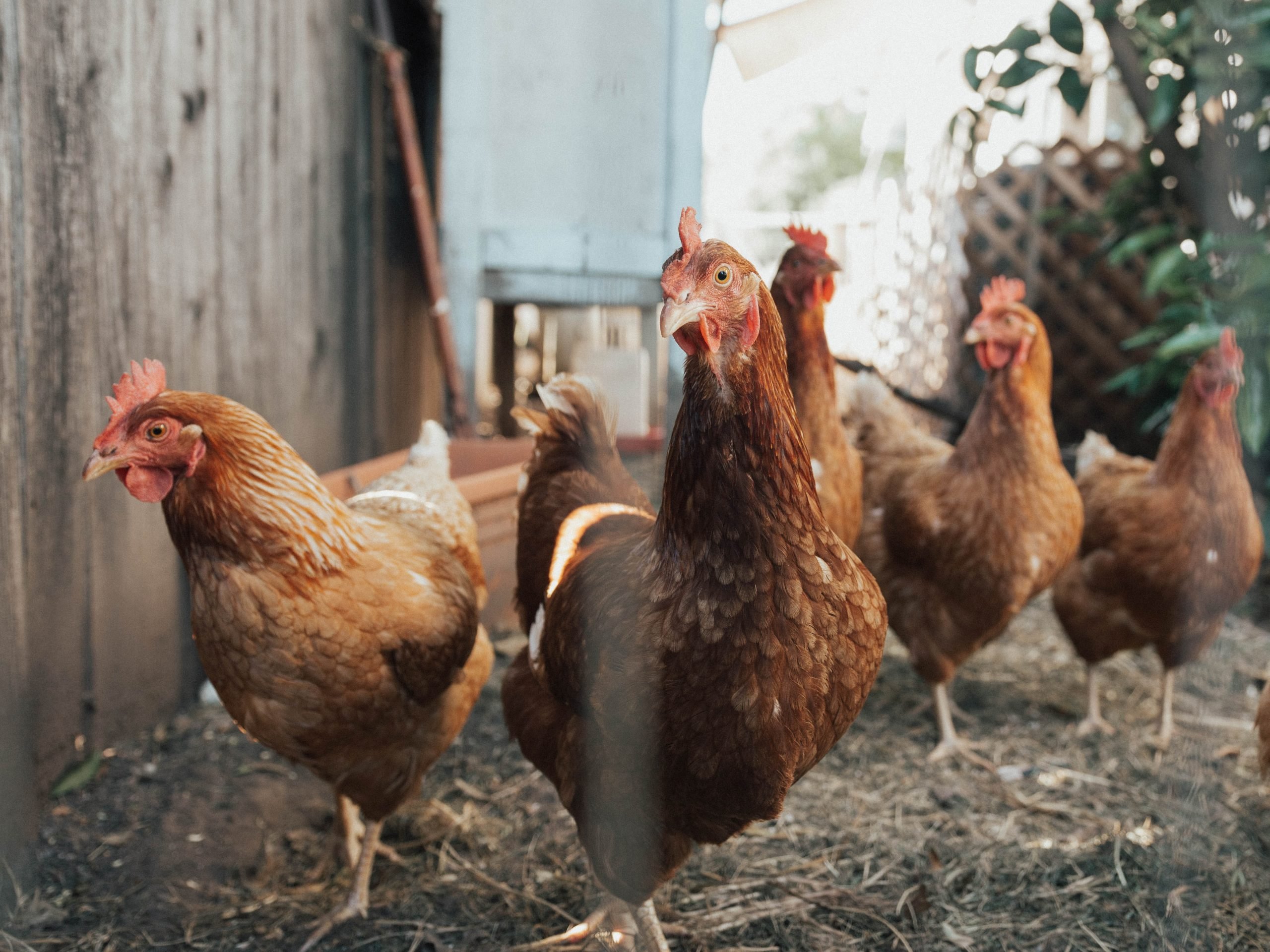 Influenza aviaria debellata in allevamento polli del cuneese