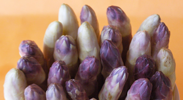 A maggio la Sagra dell’Asparago di Cilavegna, la più antica in Lomellina