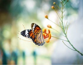 Cercasi volontari per il monitoraggio delle farfalle nel Parco del Po piemontese