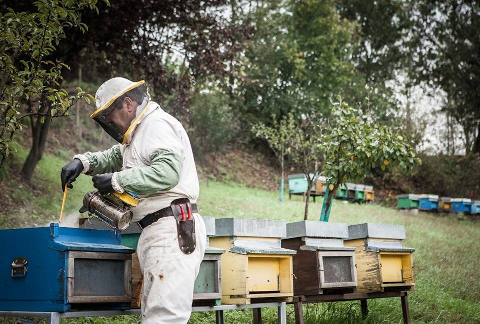 Un milione di api rubate a Sardigliano: un danno da 8mila euro