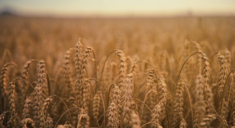 Prezzo del grano: continua la protesta degli agricoltori