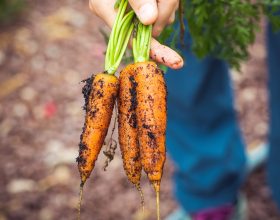 Orto e giardinaggio anche grazie al web con app e influencer