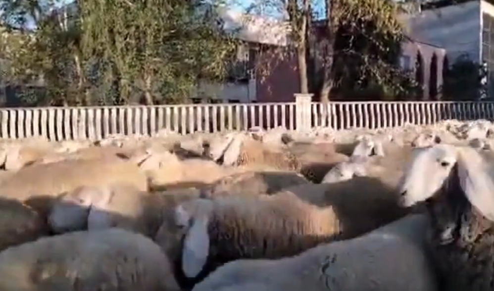 Un gregge di pecore per le vie di Bosco Marengo: lo spettacolo della transumanza in pianura