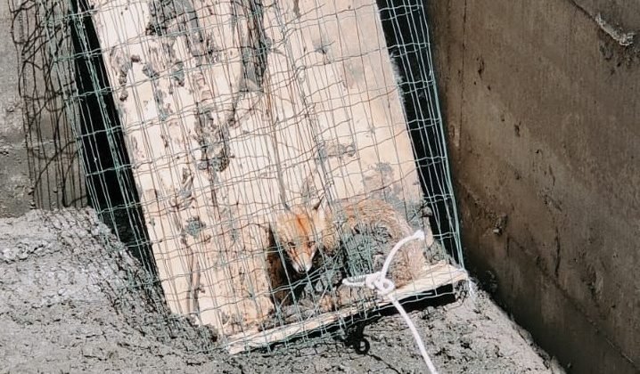 Ad Acqui una volpe cade in una vasca del depuratore: salvata dal personale Amag Reti Idriche