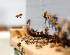 A Spinetta l’inquinamento sarà controllato dalle api: “Nelle arnie è possibile trovare oltre 1000 inquinanti”