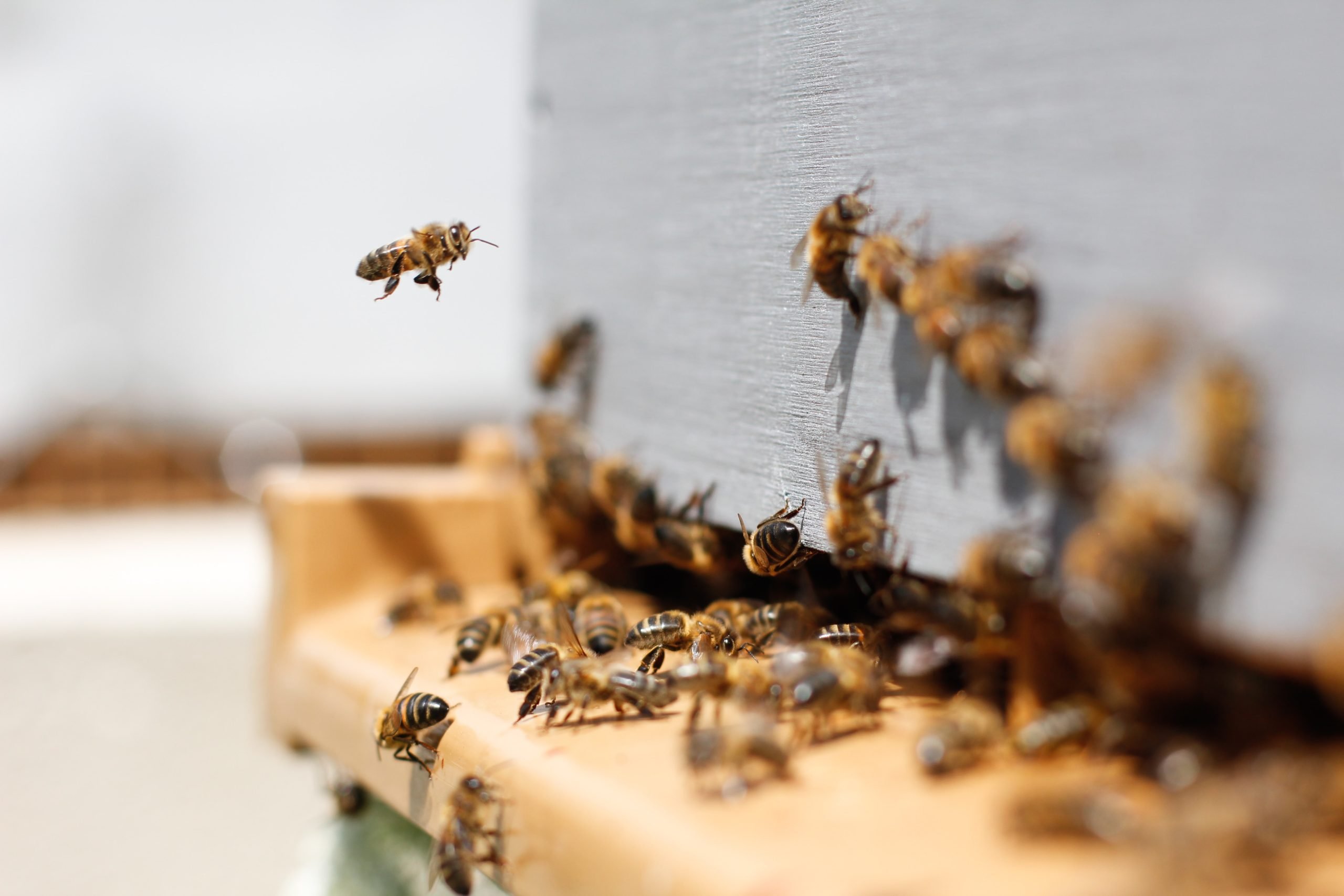 A Spinetta l’inquinamento sarà controllato dalle api: “Nelle arnie è possibile trovare oltre 1000 inquinanti”