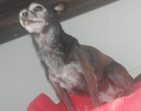 Chihuahua scomparso al Cristo: l’appello dei padroni