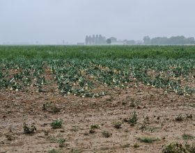 Grandine nel Tortonese, assessore regionale Protopapa: “Attivati per chiedere stato di calamità”