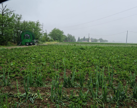 Grandinata di sabato sera: nel tortonese dimezzati raccolti di grano