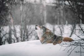 Il grosso della popolazione dei lupi è tra Piemonte, Liguria e VdA: “Nell’Alessandrino ci sono 14 branchi”