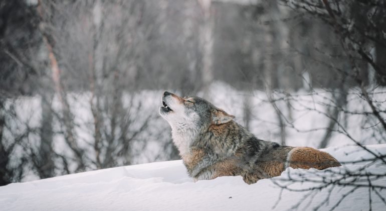 Il grosso della popolazione dei lupi è tra Piemonte, Liguria e VdA: “Nell’Alessandrino ci sono 14 branchi”