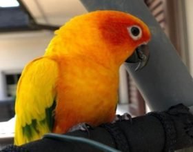 La pappagallina Rexy persa a Bassignana, la proprietaria: “Aiutatemi a trovarla”
