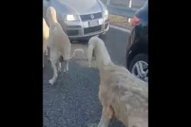 Sorpresa sulla tangenziale di Alessandria: alcune pecore sulla carreggiata e auto ferme