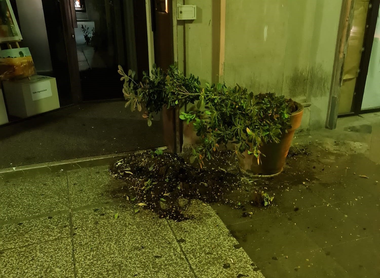 Due vasi svuotati in corso Roma ad Alessandria: danneggiate le piante all’interno