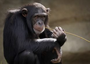 Vaiolo delle scimmie: finora 23 casi in Piemonte (17 importati da altre zone). Per ora no vaccini preventivi