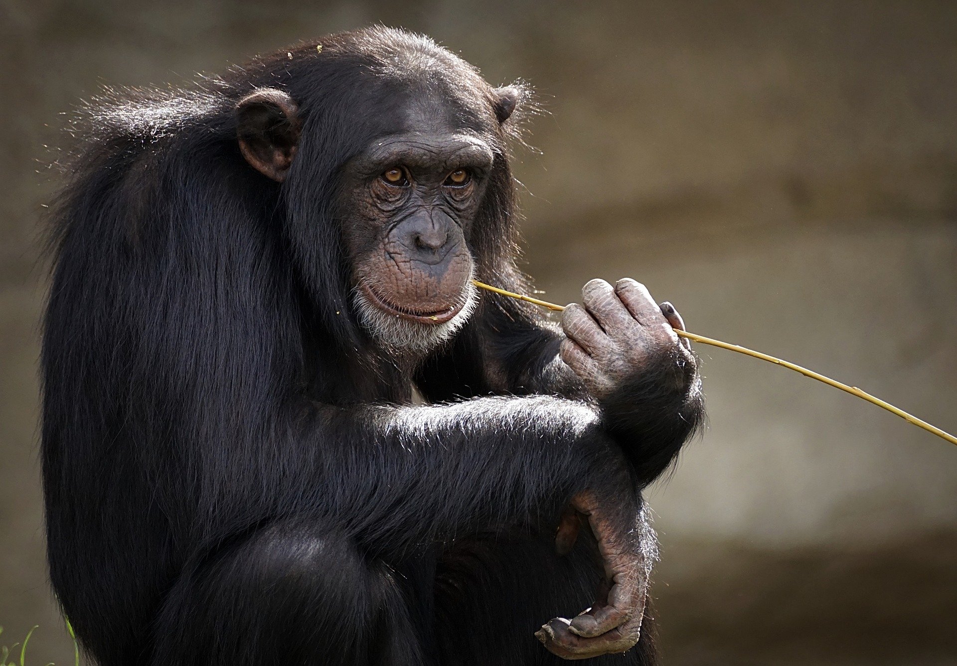 Vaiolo delle scimmie: individuato il primo caso in Piemonte