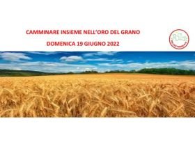 Domenica 19 giugno camminata tra i campi di grano a Pomaro Monferrato