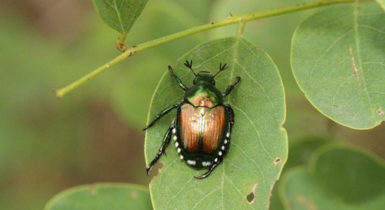 Allarme Coldiretti per gli insetti: nell’alessandrino la Popilia Japonica in 86 comuni