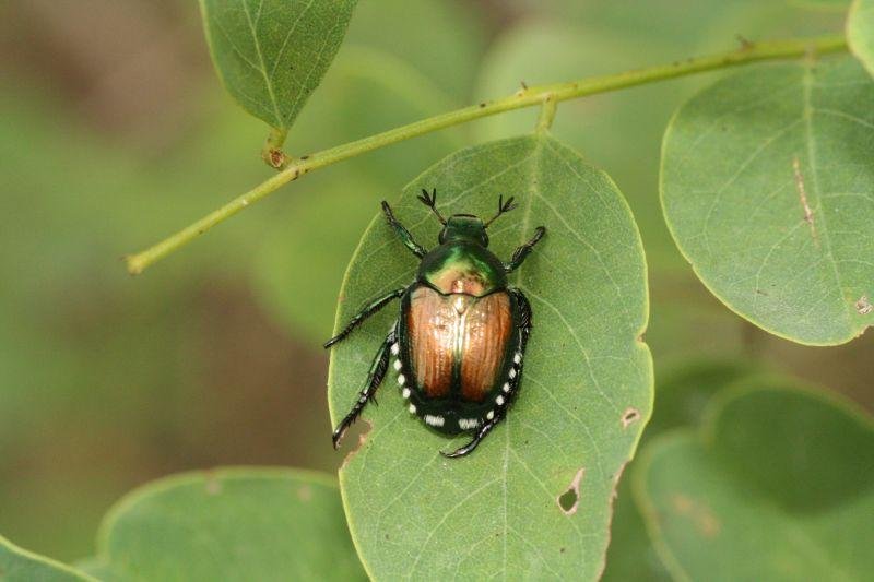 Allarme Coldiretti per gli insetti: nell’alessandrino la Popilia Japonica in 86 comuni