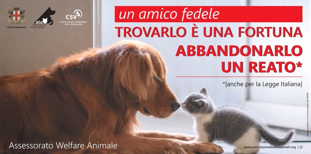 Alessandria contro l’abbandono degli animali: “Già ad aprile e maggio trovati tanti cani senza microchip”