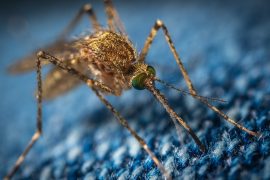 Secondo decesso in Italia per West Nile: uomo di Mantova colpito dal virus