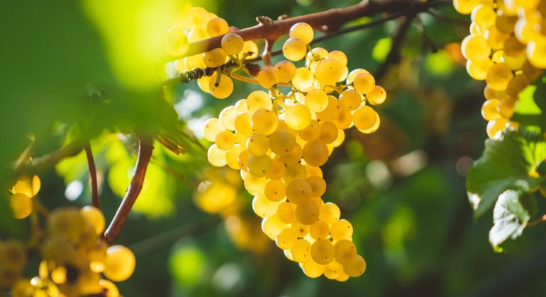 Per i vini dell’Acquese sarà una vendemmia con “ottime prospettive”