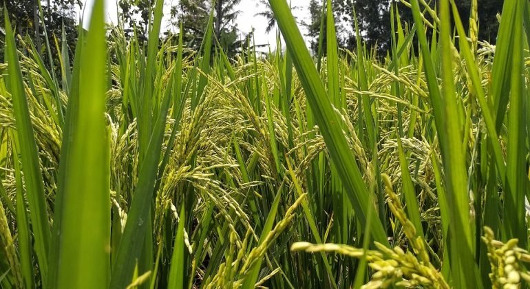 Siccità e rincari impattano anche sulla raccolta del riso in provincia