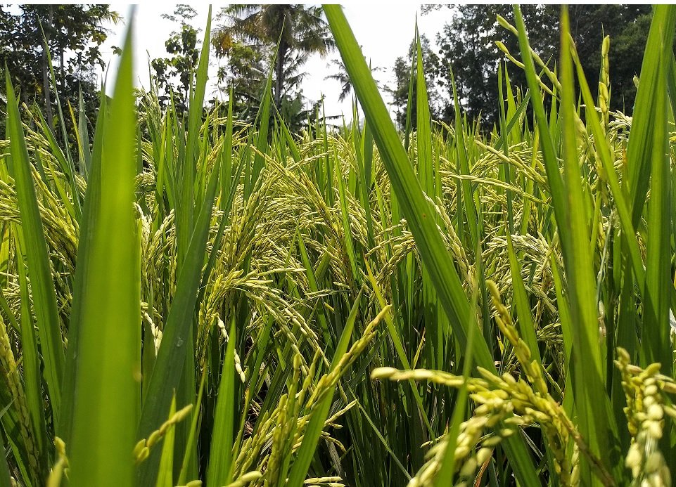 Siccità e rincari impattano anche sulla raccolta del riso in provincia