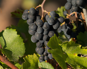 Vinuva 2022, ritorna a Stradella il festival del vino ed dell’uva