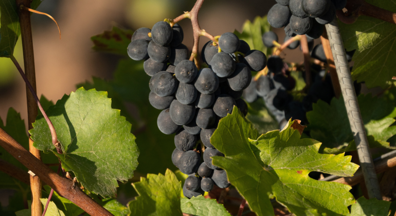 Vinuva 2022, ritorna a Stradella il festival del vino ed dell’uva