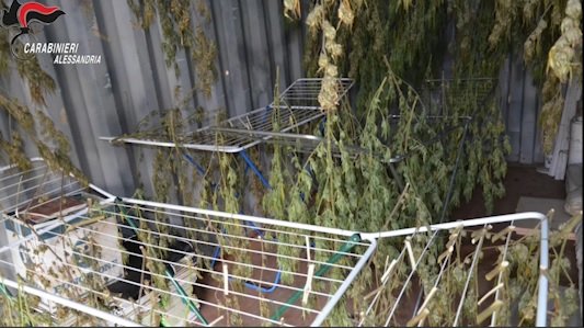 Decine di piante di cannabis stese ad essiccare in un container: per l’agronomo scatta di nuovo l’arresto