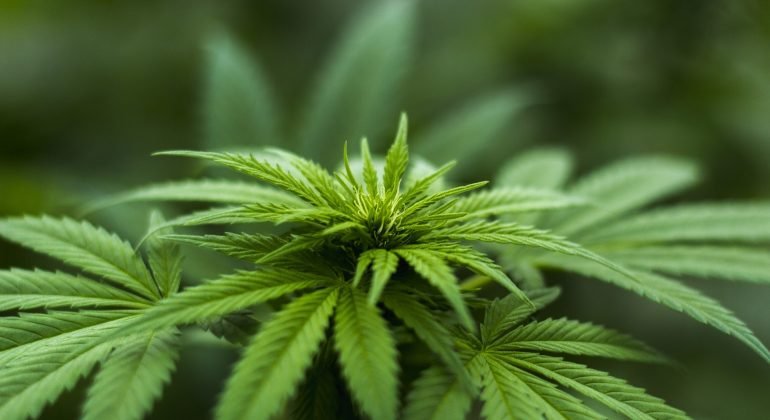Cannabis, Cellula Coscioni contro il proibizionismo: “Basta demonizzarla, sì a corretta informazione”