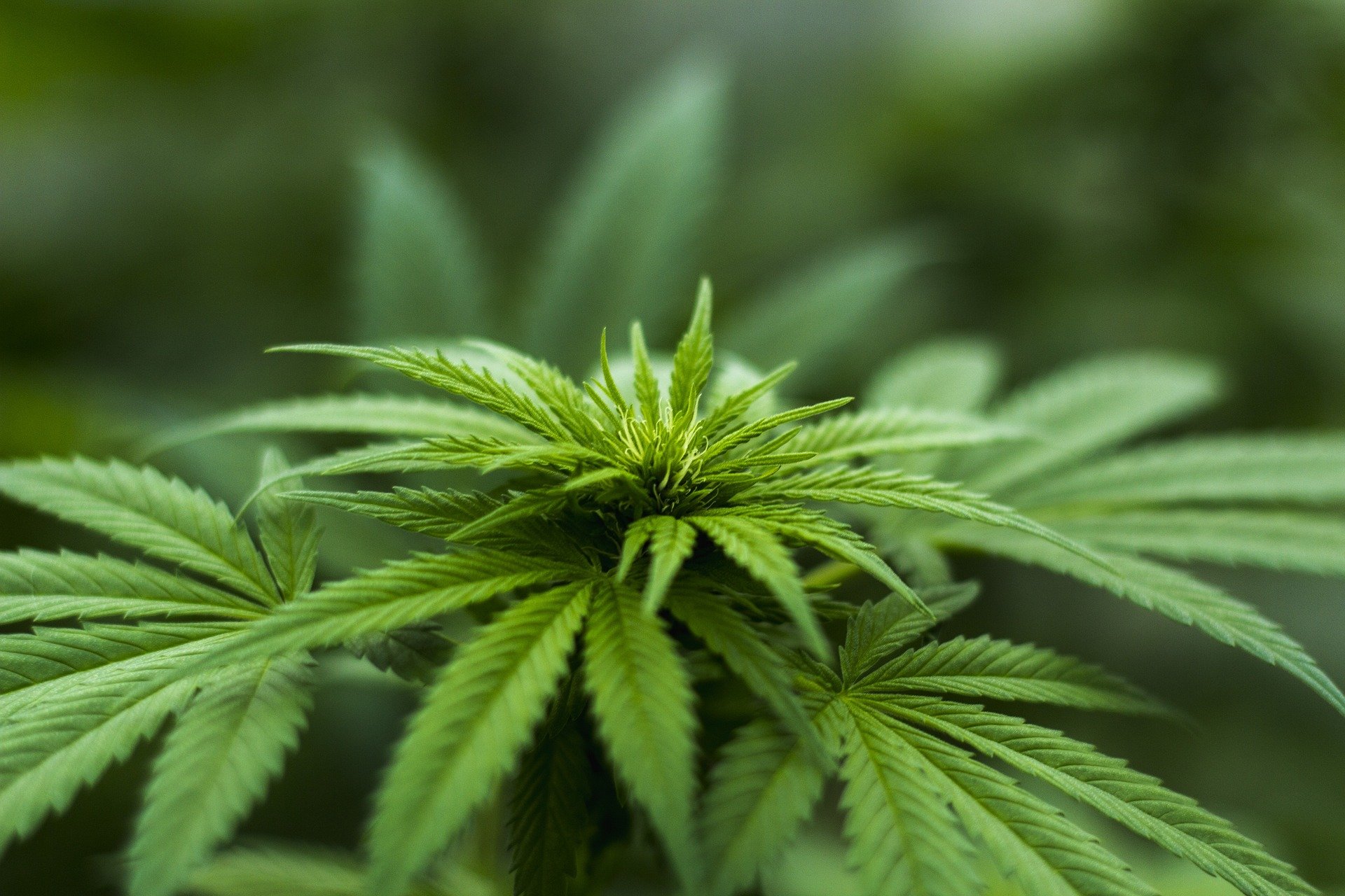 Cannabis, Cellula Coscioni contro il proibizionismo: “Basta demonizzarla, sì a corretta informazione”