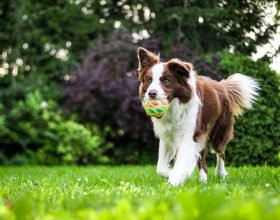Giocare con i cani: quali sono le attività da evitare e quelle da incentivare? Risponde l’educatrice cinofila Valeria Marchese