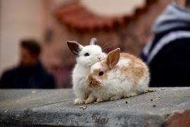 Un coniglietto per amico: la dott.ssa Valentina Adinolfi spiega come prendersene cura