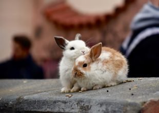 Un coniglietto per amico: la dott.ssa Valentina Adinolfi spiega come prendersene cura