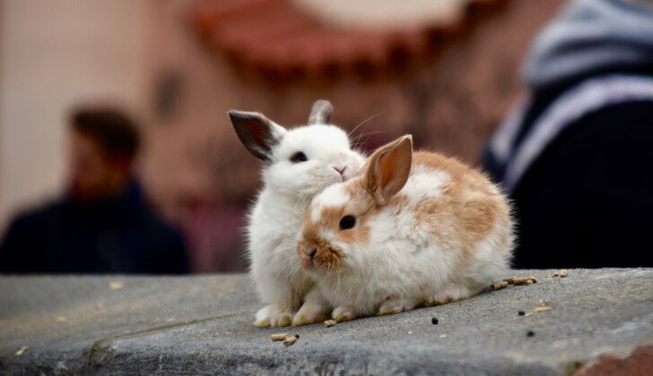 Leini primo Comuni in Piemonte a vietare la vendita di animali vivi nei mercati settimanali