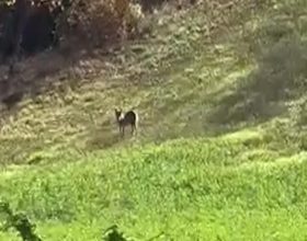 Avvistato un lupo nella dintorni di Valenza: il video di un ascoltatore