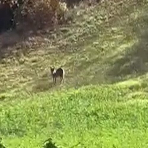 Avvistato un lupo nella dintorni di Valenza: il video di un ascoltatore