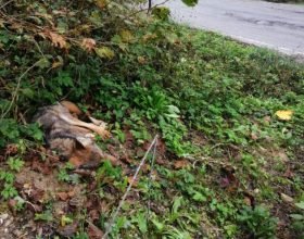 Altro lupo trovato morto in provincia di Alessandria: è il terzo caso
