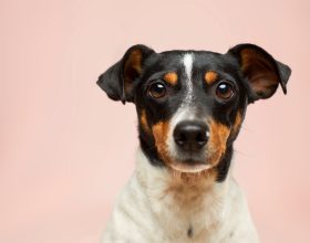 I cani e la solitudine: come dobbiamo comportarci